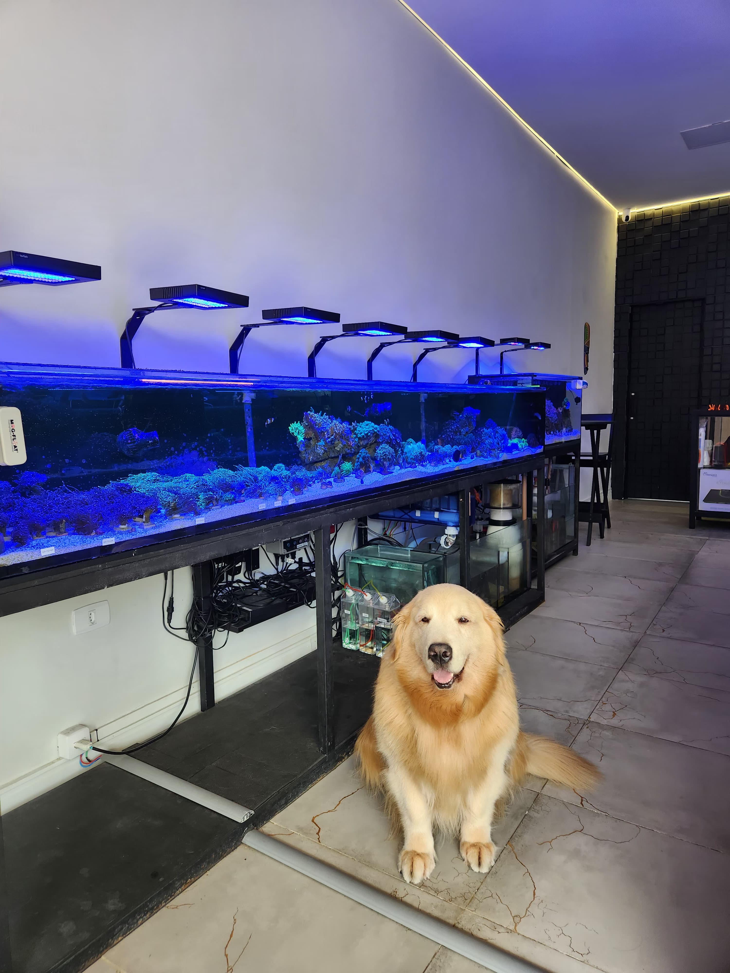 Linda, a Golden Retriever da Golden Reef, entre os aquários