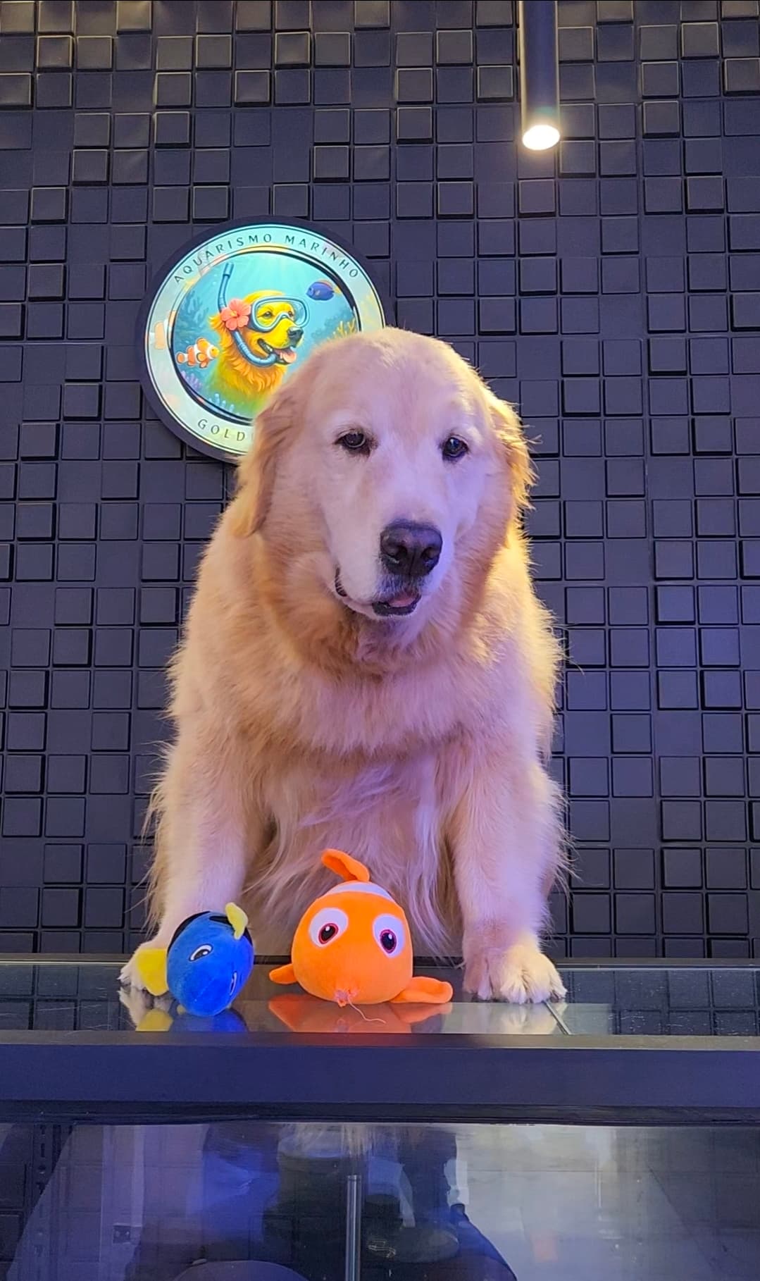Linda, Golden Retriever inspiração da Golden Reef