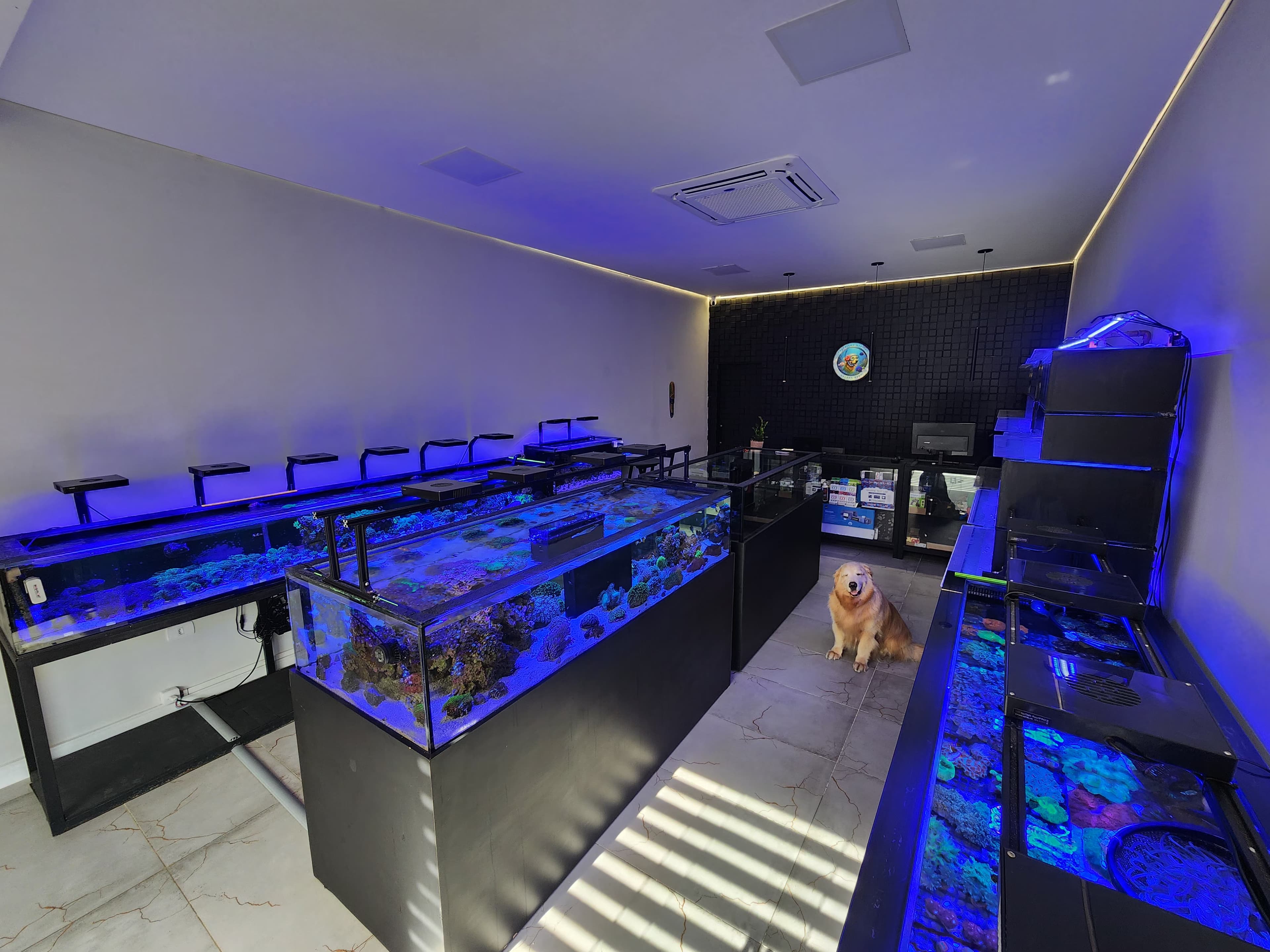 Perspectiva da loja Golden Reef com a Linda
